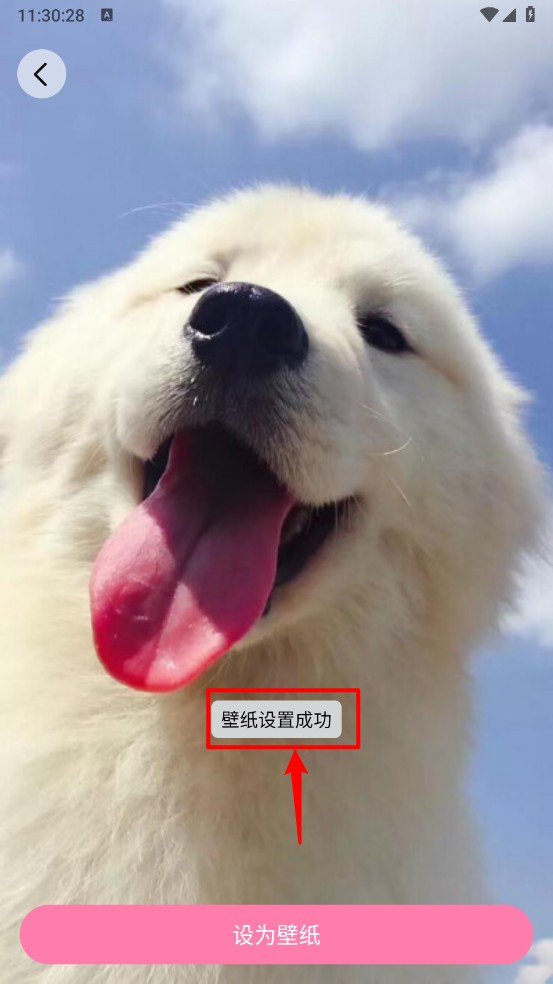 小粉世界壁纸